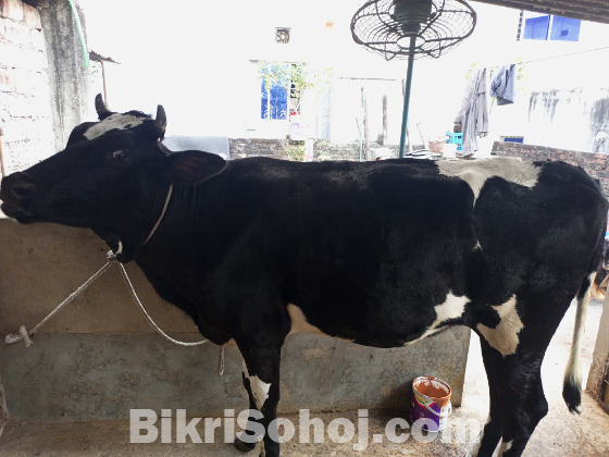 ফ্রিজিয়ান গাভী